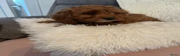 Cavapoo dogs for sale: Outstanding fox red cavapoo puppy - Advert 6