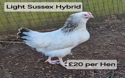Chickens poultry for sale: Hybrid hens for sale - Image 1