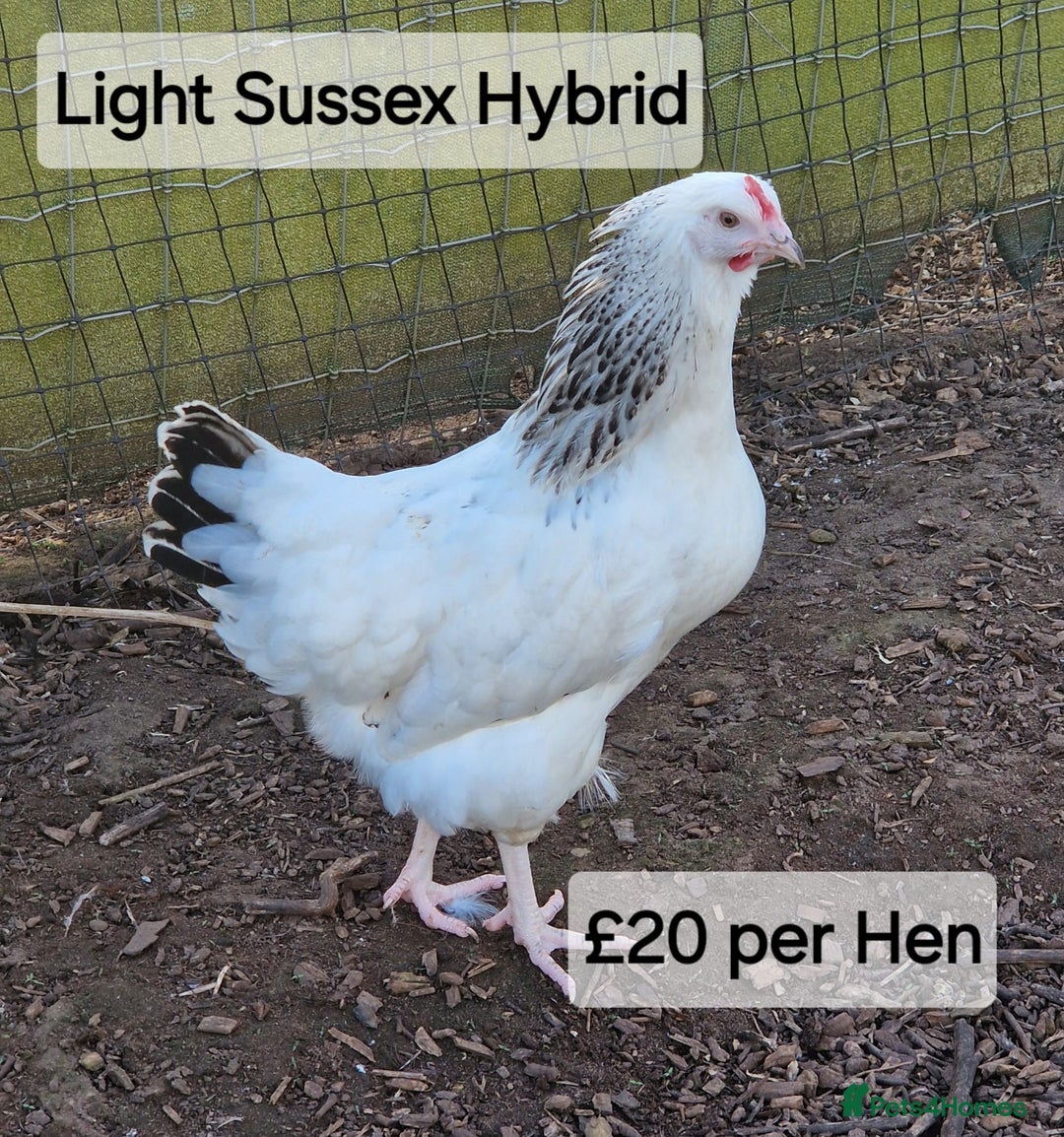 Chickens poultry for sale: Hybrid hens for sale - Image 1