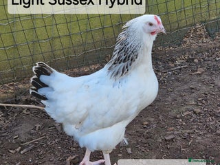 Chickens poultry - Advert 18