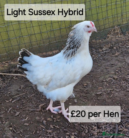 Chickens poultry - Advert 13