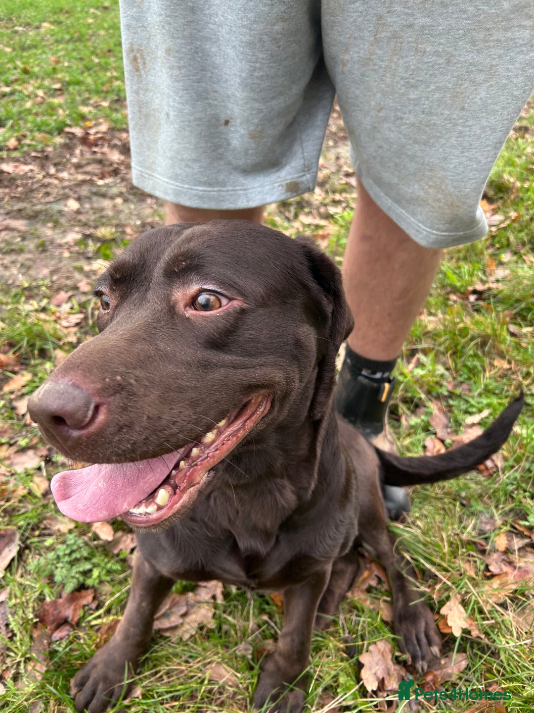 Labrador Retriever dogs for sale: Chocolate Labrador  - Advert 2