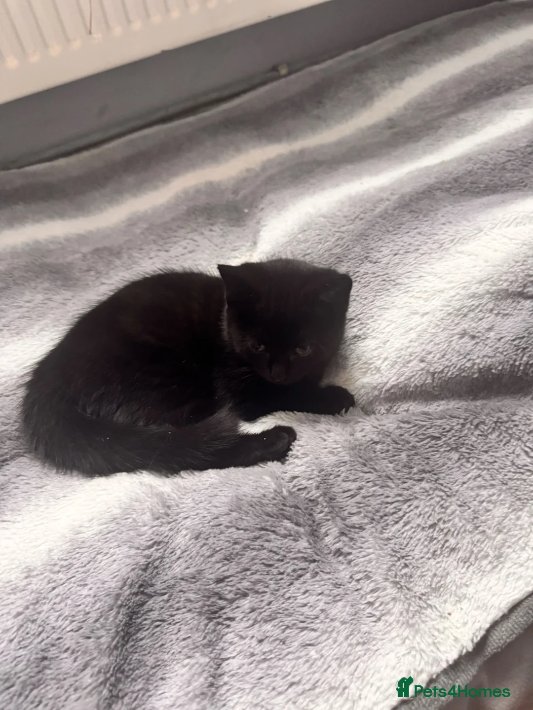 British Shorthair cats for sale: 2 kittens for sale in Lincoln - Advert 10
