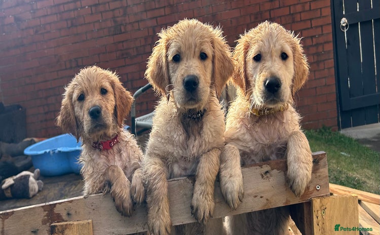 Golden Retriever dogs - Advert 1