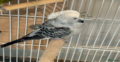 Budgerigars birds - Advert 4