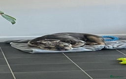 English Bulldog dogs for sale: Merle female english bulldog - Advert 2