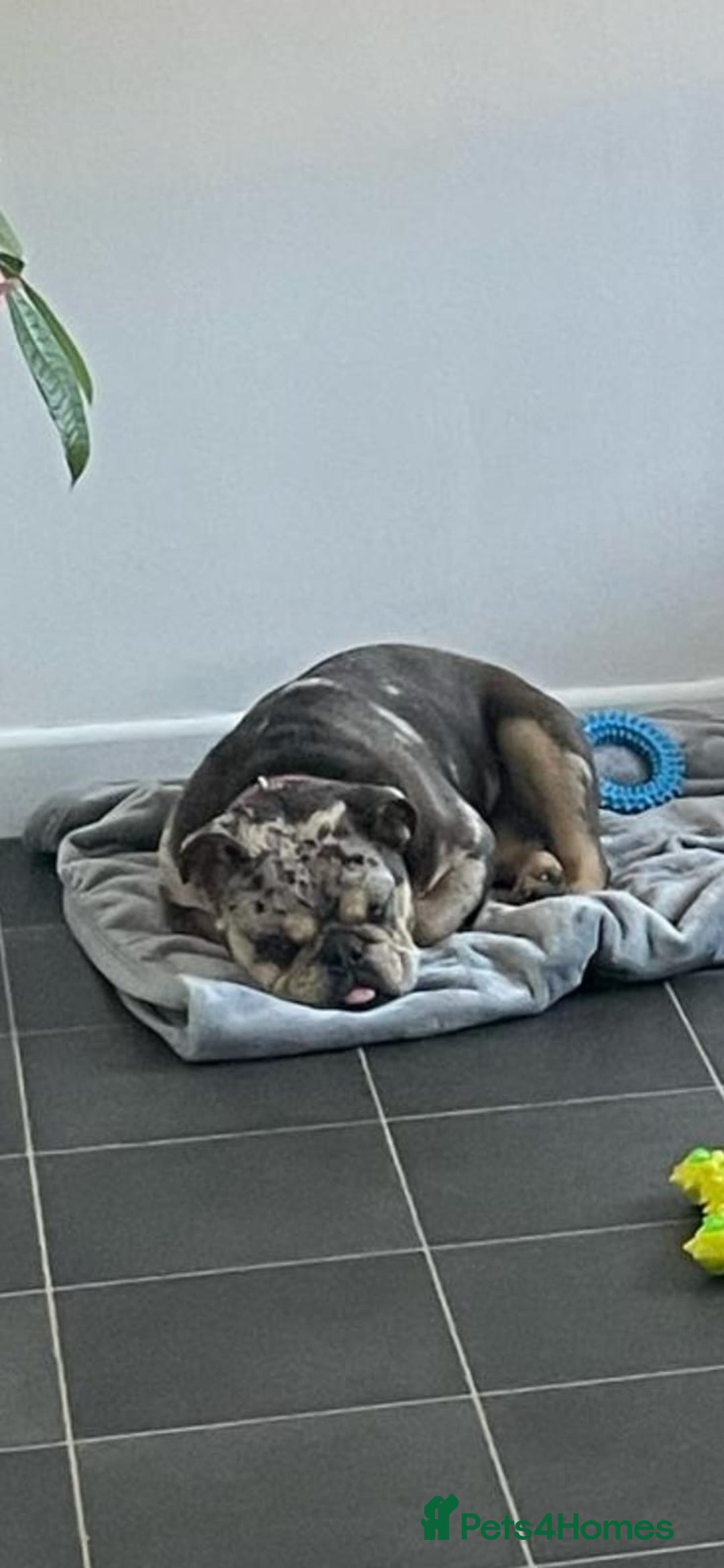 English Bulldog dogs for sale: Merle female english bulldog - Advert 2