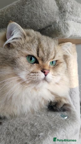 British Longhair cats - Advert 2