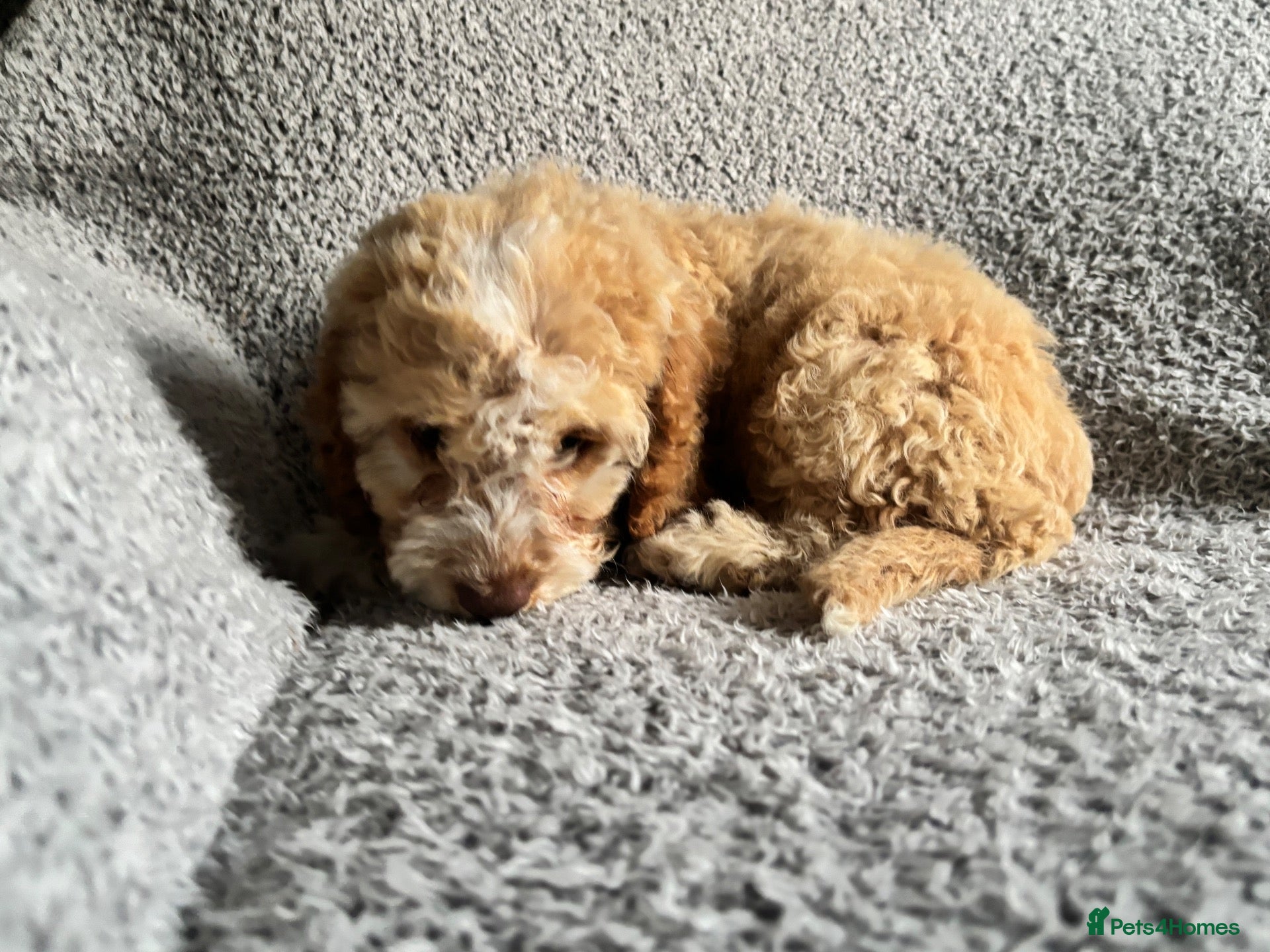 Cockapoo dogs 🐾 Stunning Litter of 8 Cockapoo Puppies! 🐾 - Advert 1