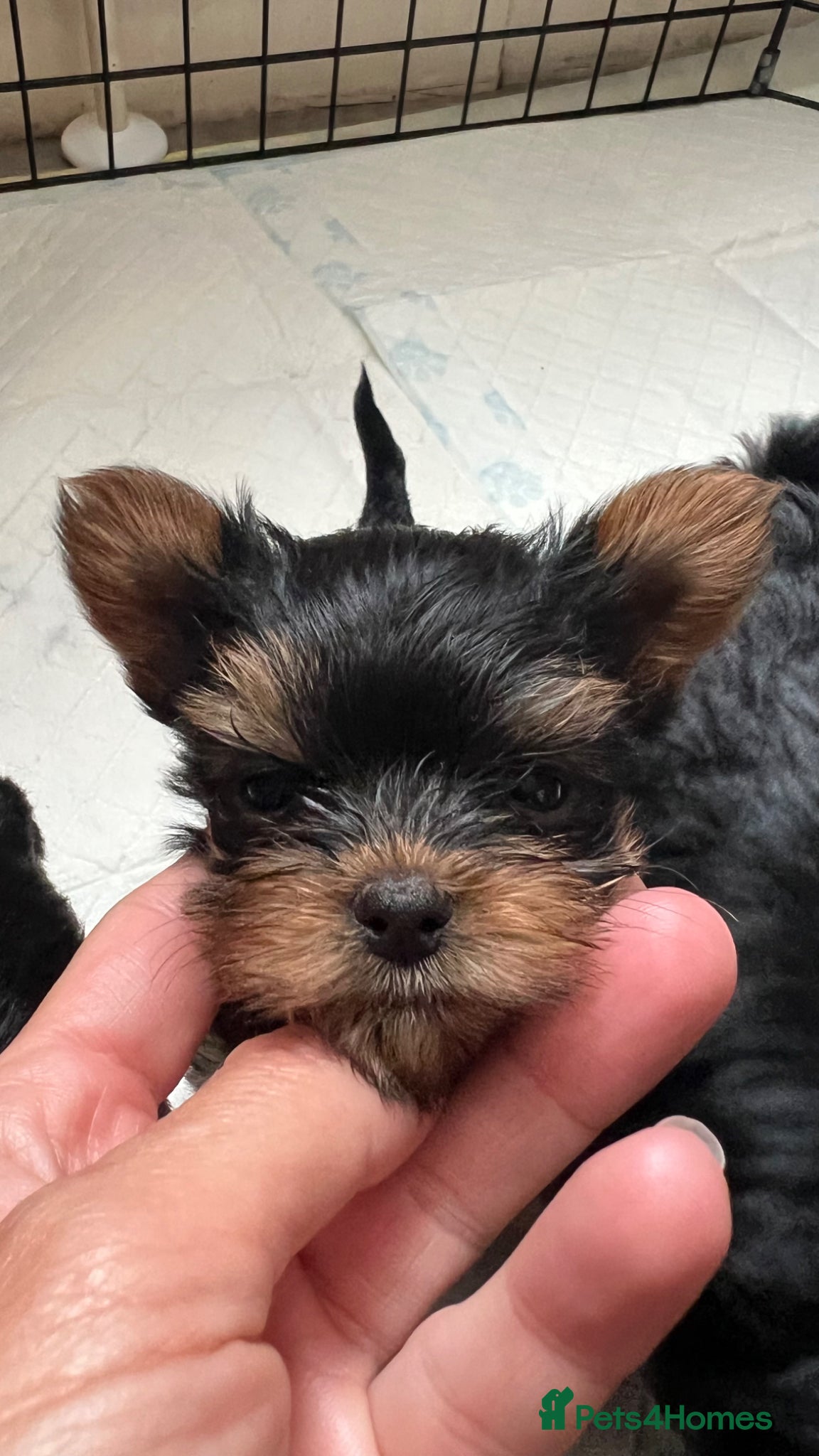 Yorkshire Terrier dogs Toy size pedigree Yorkie pups.  - Advert 12