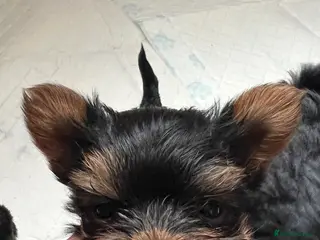 Yorkshire Terrier dogs Toy size pedigree Yorkie pups. - Advert 12