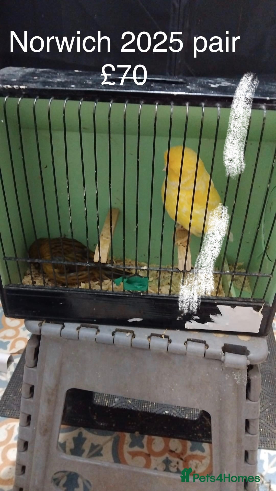 Canaries birds Canaries and Budgies for sale  - Advert 1