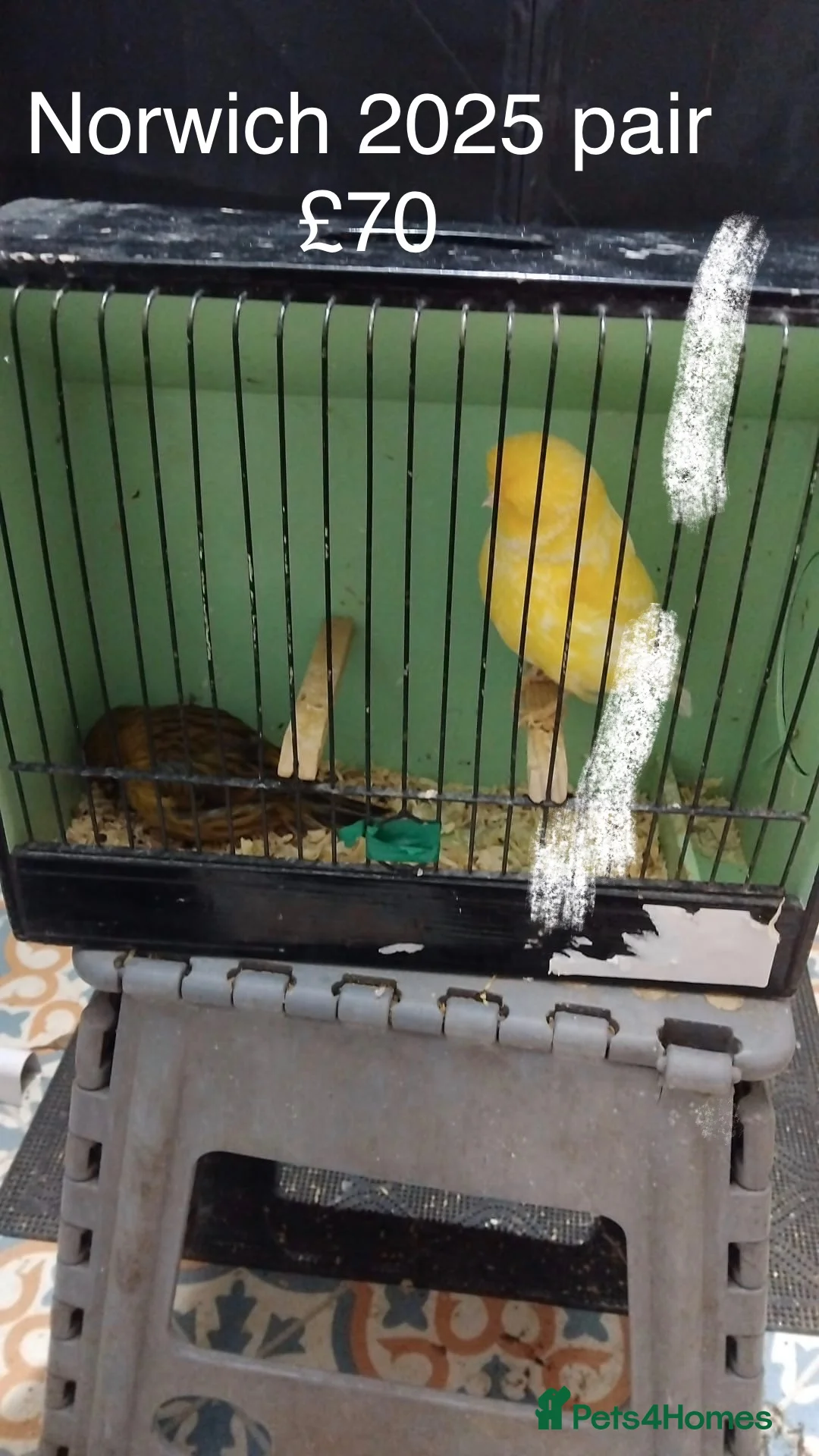 Canaries birds for sale: Canaries and Budgies for sale  - Advert 1