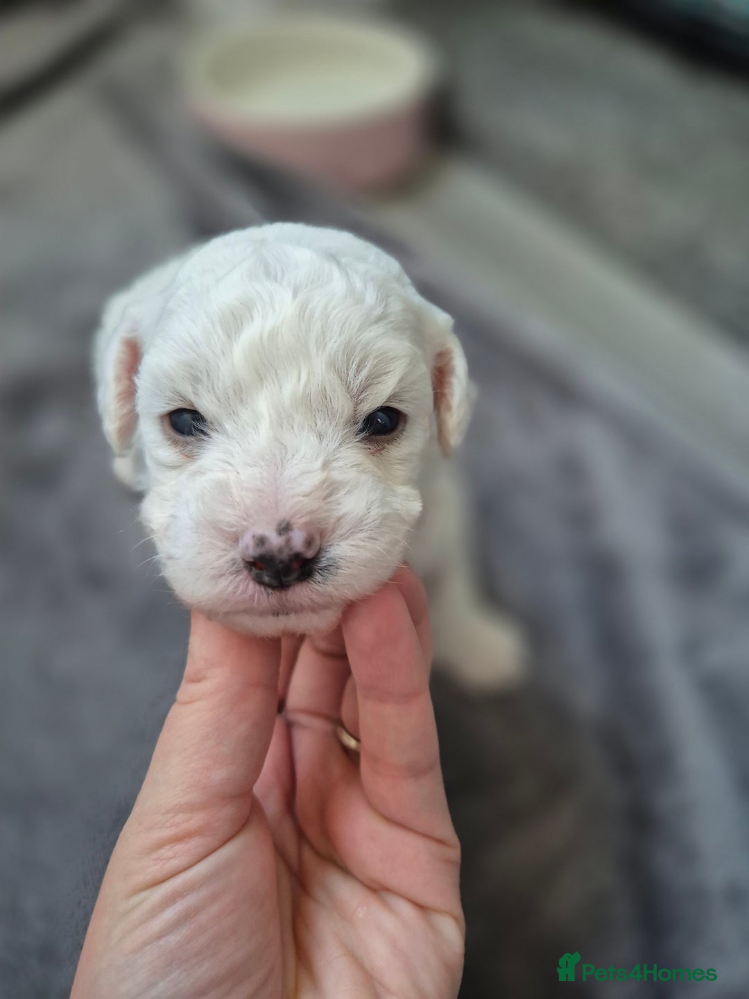 Bichon Frise dogs for sale: Pure White Bishon Frise - Advert 11