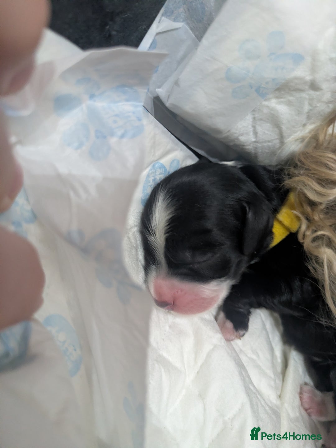 Cockapoo dogs for sale: F2 cockapoo puppies for sale . - Advert 10