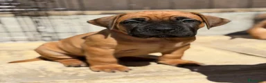 Orange collar female
