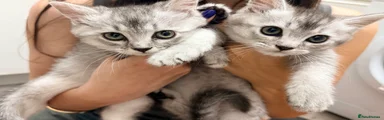 British Shorthair 2