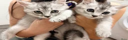 British Shorthair cats for sale: Beautiful Silver British Shorthair Cross Kittens - Advert 3