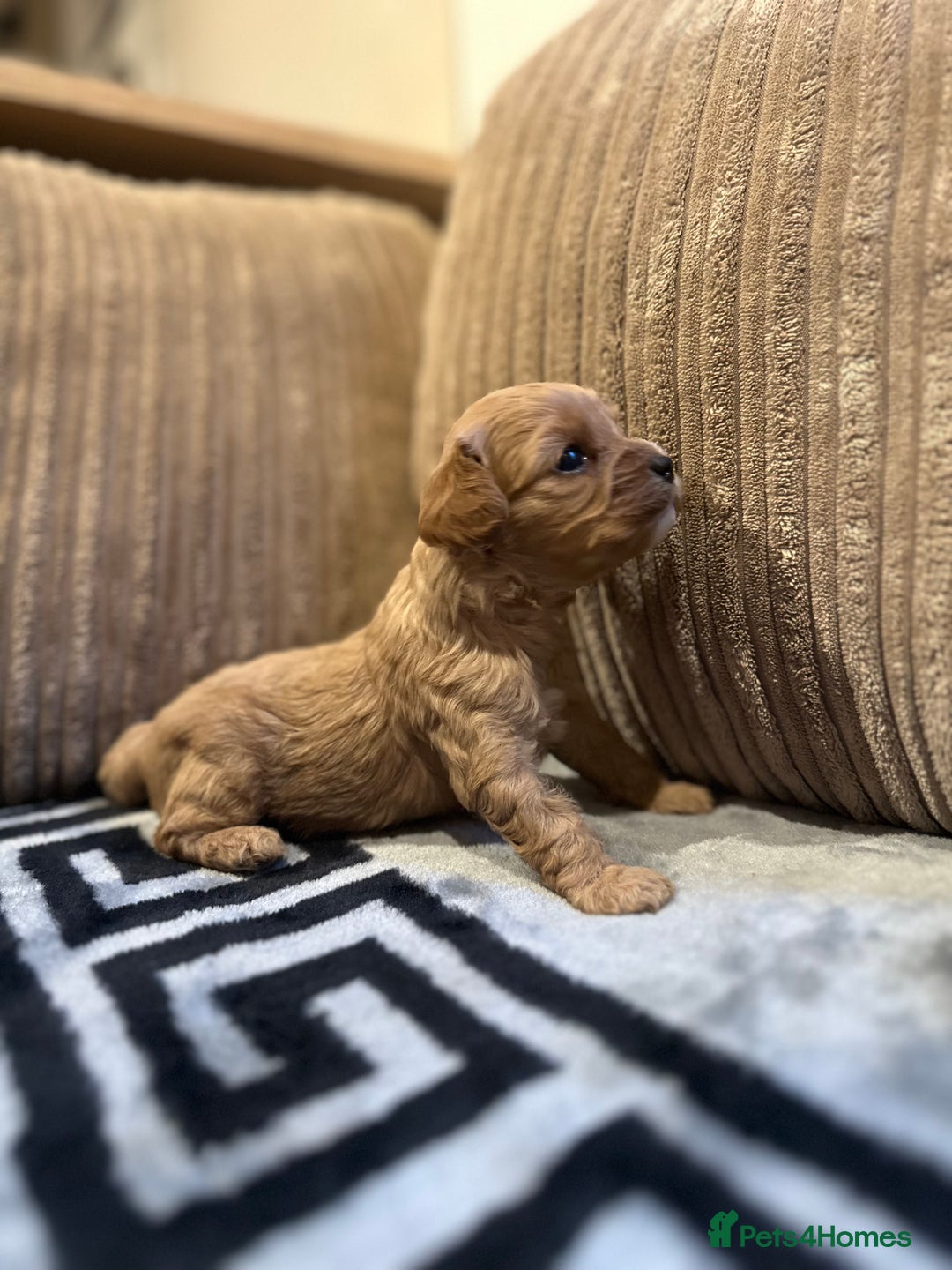 Cavapoo dogs for sale: 🐶 Beautiful Red Cavapoo Puppies – Ready November  - Image 34