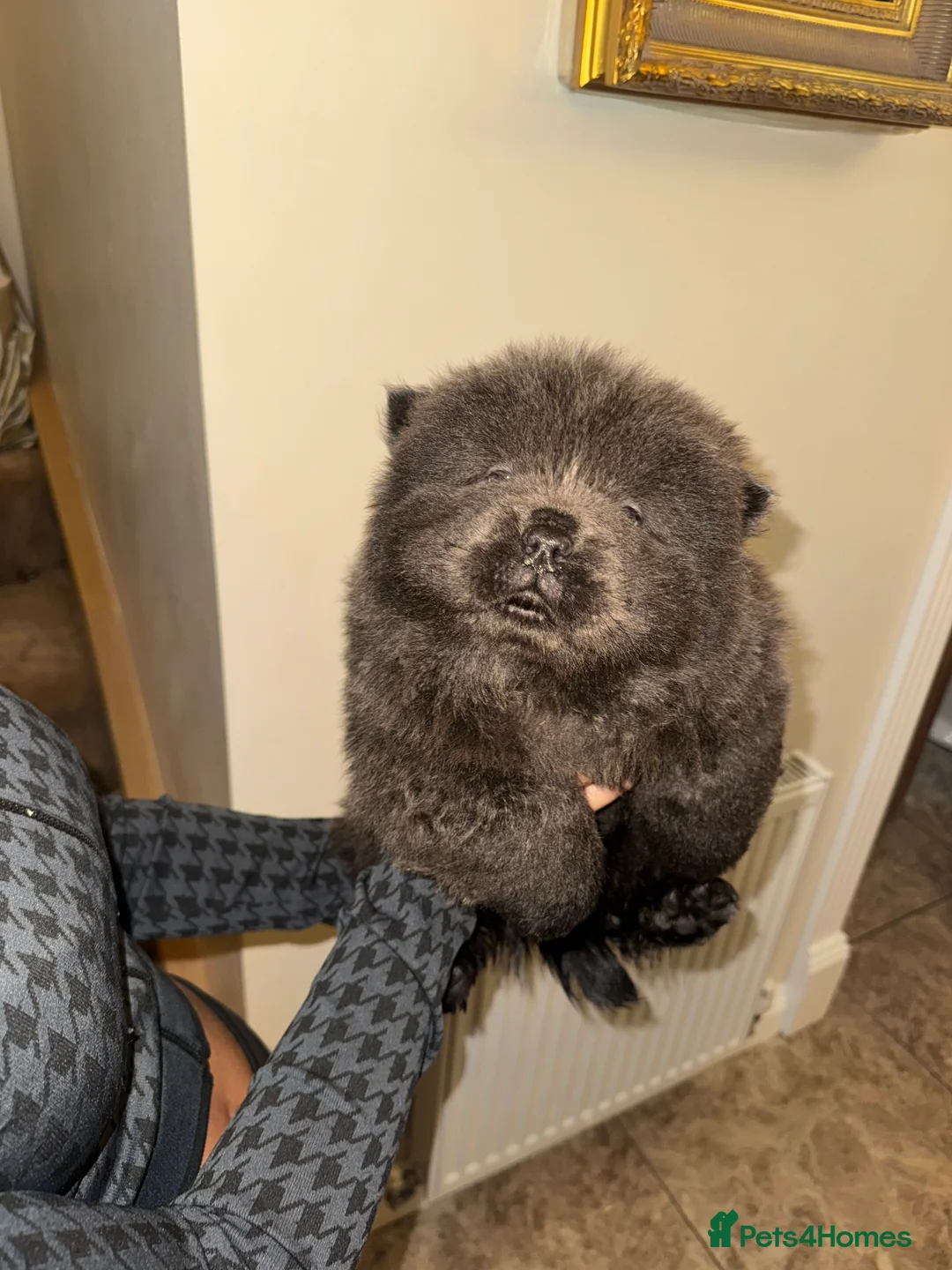 Chow Chow dogs for sale: 3 beautys left ⭐️  - Advert 15