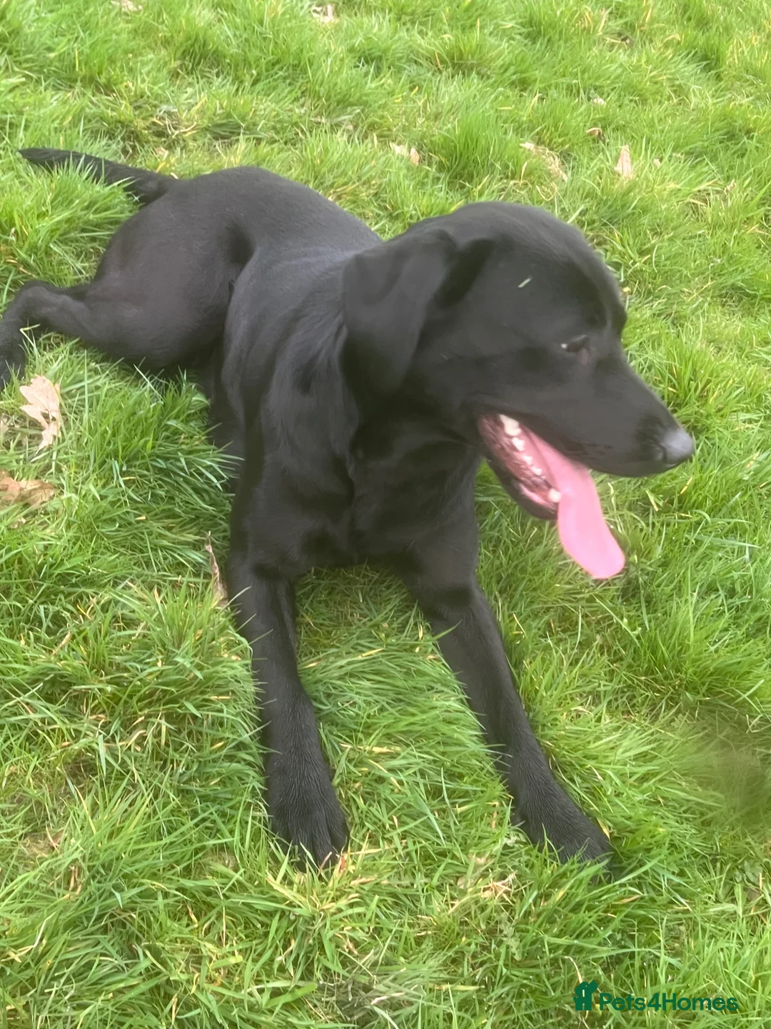 Labrador Retriever dogs for sale: Black lab bitch  - Advert 3