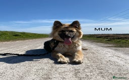 German Shepherd dogs for sale: 7 CHUNKY GERMAN SHEPHERD PUPPIES KC REGISTERED - Image 25