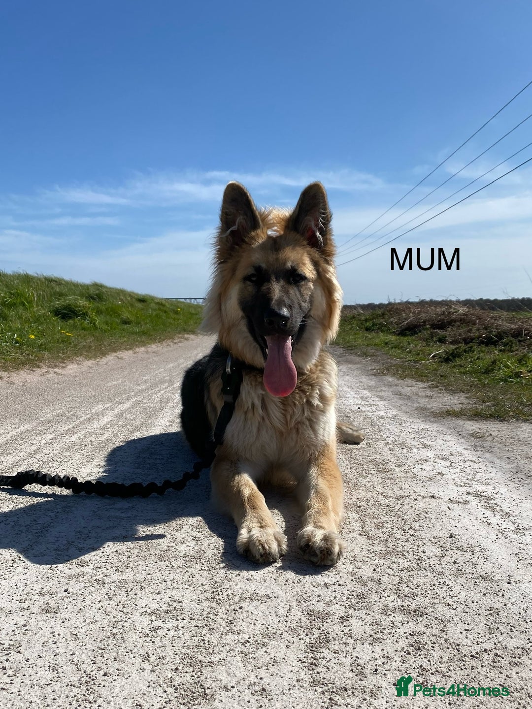 German Shepherd dogs for sale: 7 CHUNKY GERMAN SHEPHERD PUPPIES KC REGISTERED - Image 25