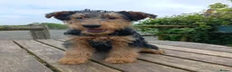 Airedale Terrier dogs for sale: Stunning Airedale puppies - Advert 3