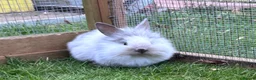 Mini Lion Lop rabbits for sale: Mini lion lops! now ready!!!! £25 each - Advert 9