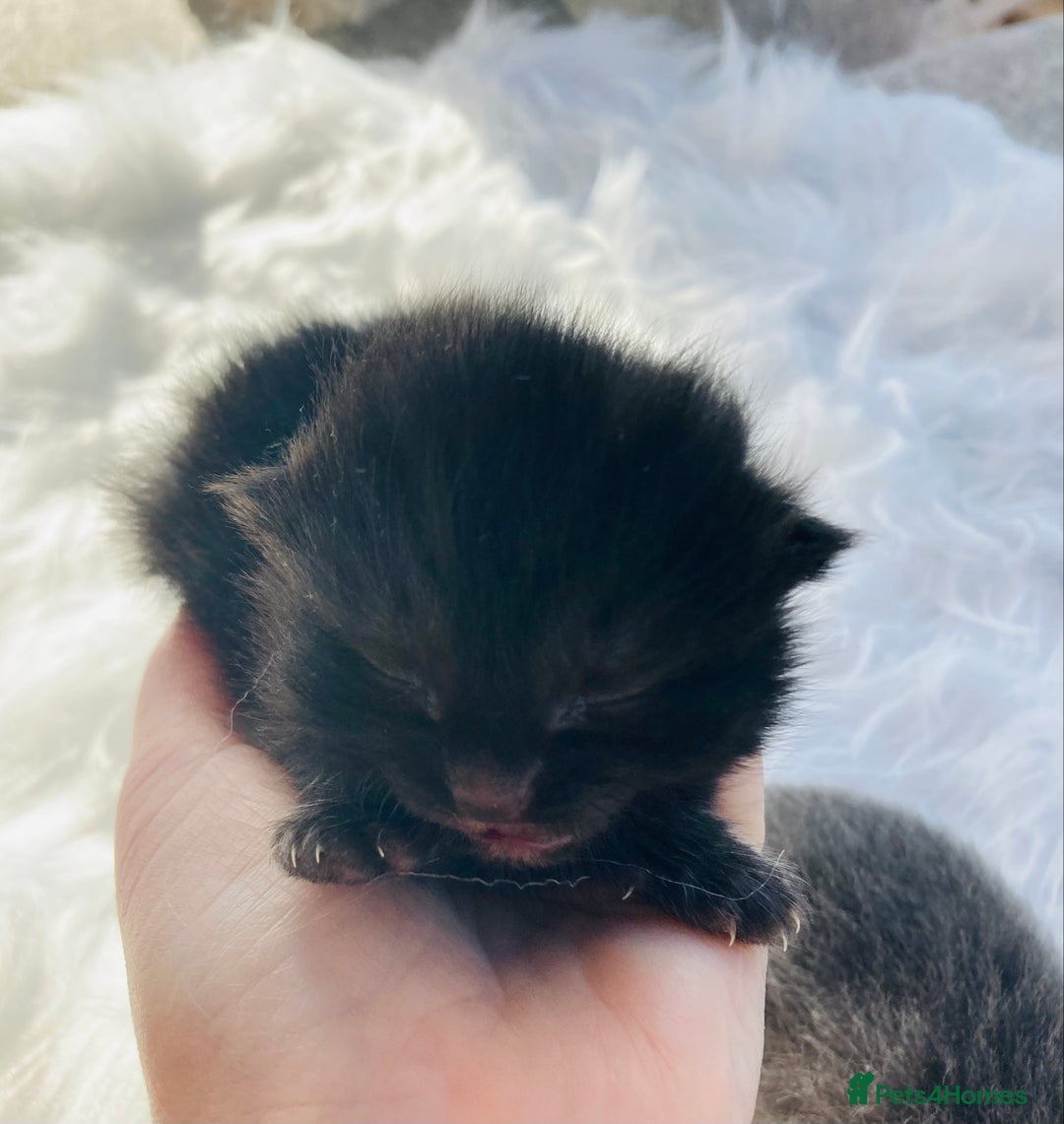 British Longhair cats for sale: British Long Hair Kittens - Image 4