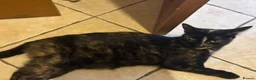 Mixed Breed cats for sale: Tabby kittens - Advert 2