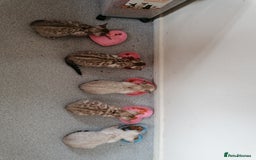 Bengal cats for sale: Stunning snow bengals - Image 2
