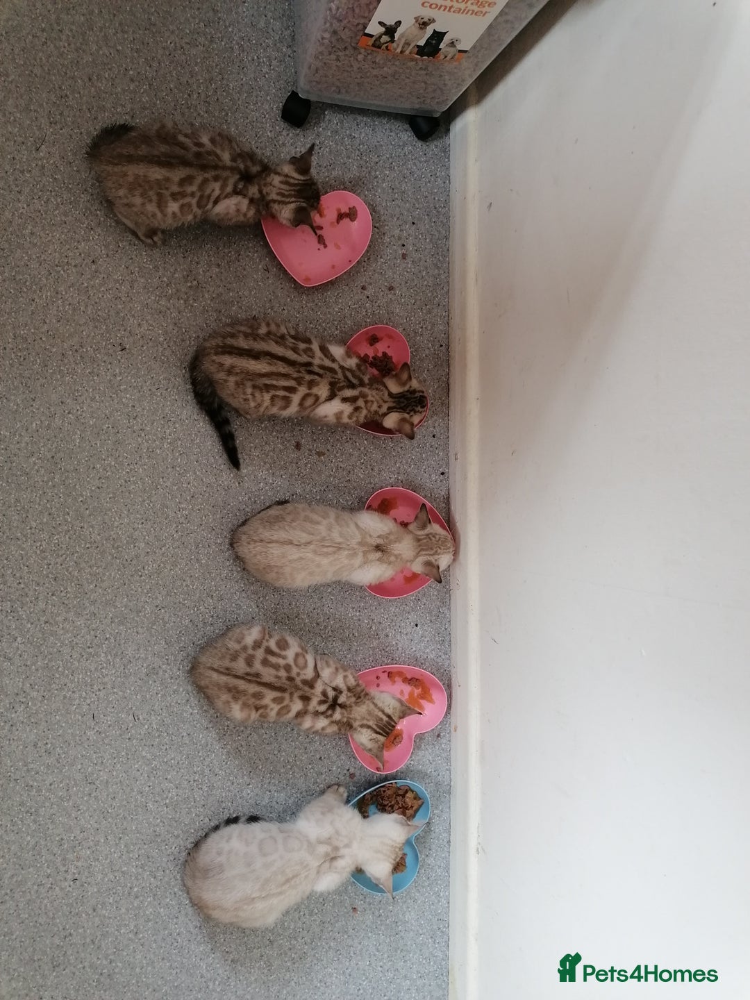 Bengal cats for sale: Stunning snow bengals - Image 2