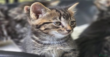 Mixed Breed cats - Advert 13