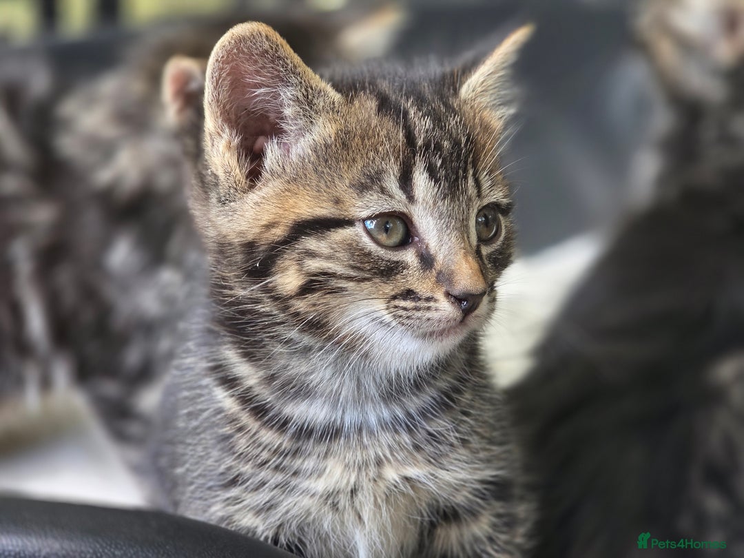 Mixed Breed cats for sale: Kittens for sale (NEED GONE ASAP) - Image 3