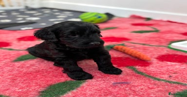 Mixed Breed dogs Gorgeous Ultimate Doodles! Last 2 girls left!  - Advert 1