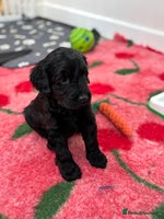 Mixed Breed dogs Gorgeous Ultimate Doodles! Last 2 girls left! - Advert 1