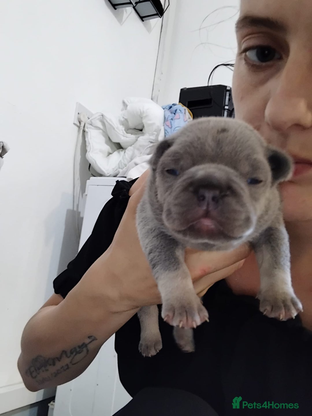 French Bulldog dogs for sale: French bulldog puppies - Image 2