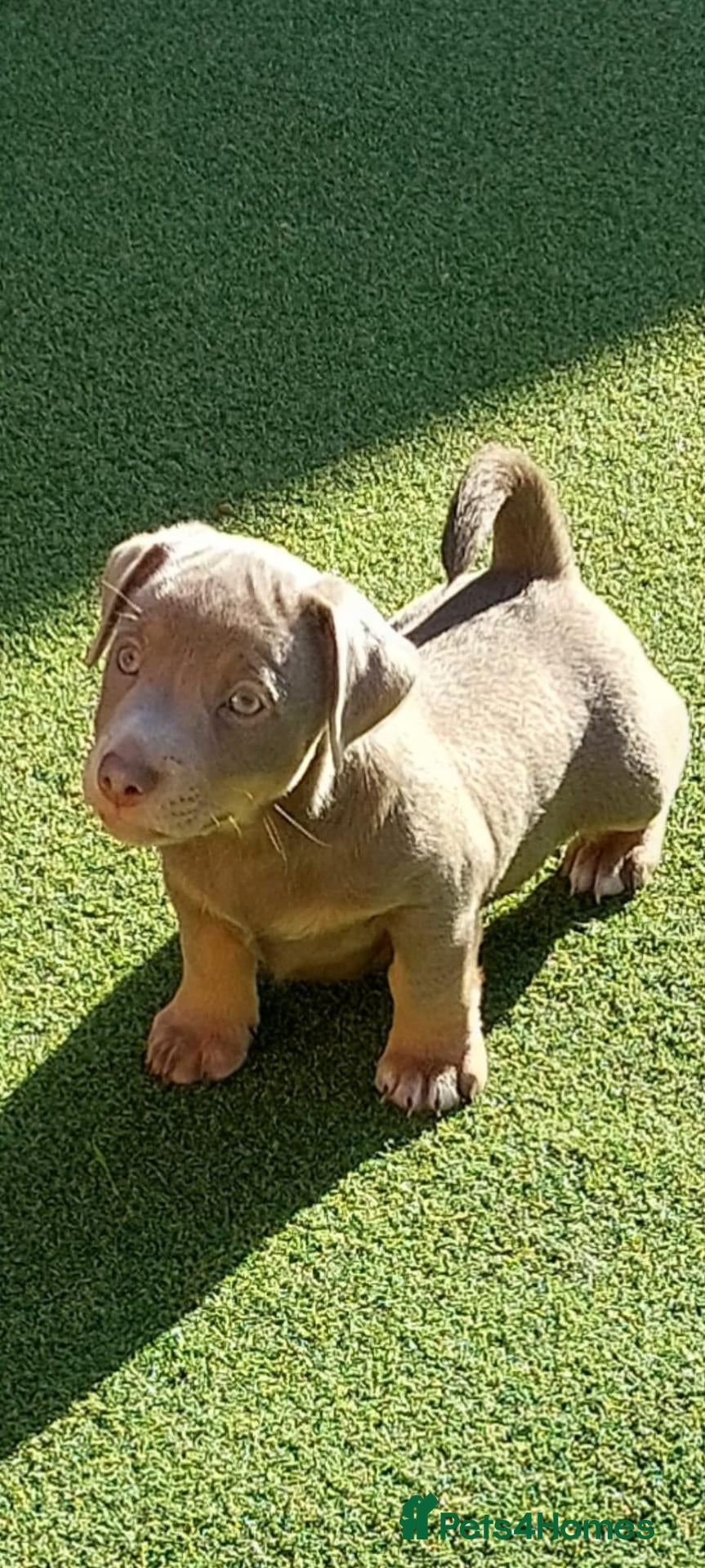 Jack Russell dogs Lilac/ Blue and Tan  Jack Russell puppies - Advert 3