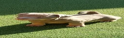 Jack Russell dogs for sale: Lilac/ Blue and Tan  Jack Russell puppies - Advert 1