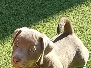 Jack Russell dogs Lilac/ Blue and Tan Jack Russell puppies - Advert 3