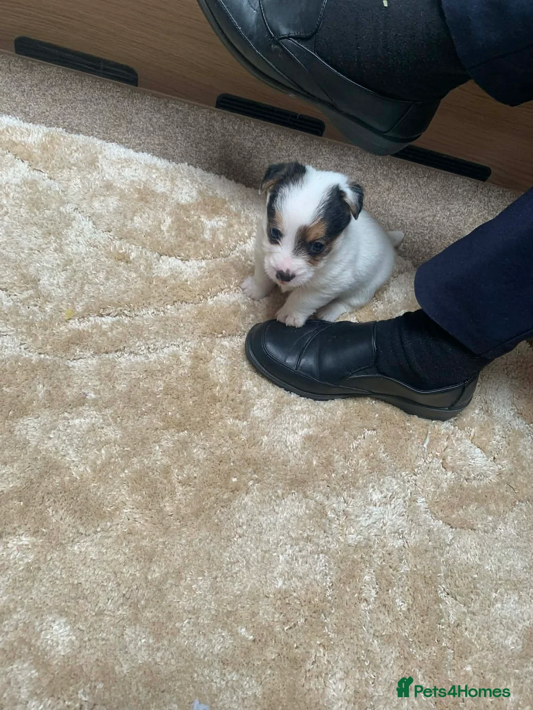 Jack Russell dogs for sale: Jack Russel pups  - Advert 5