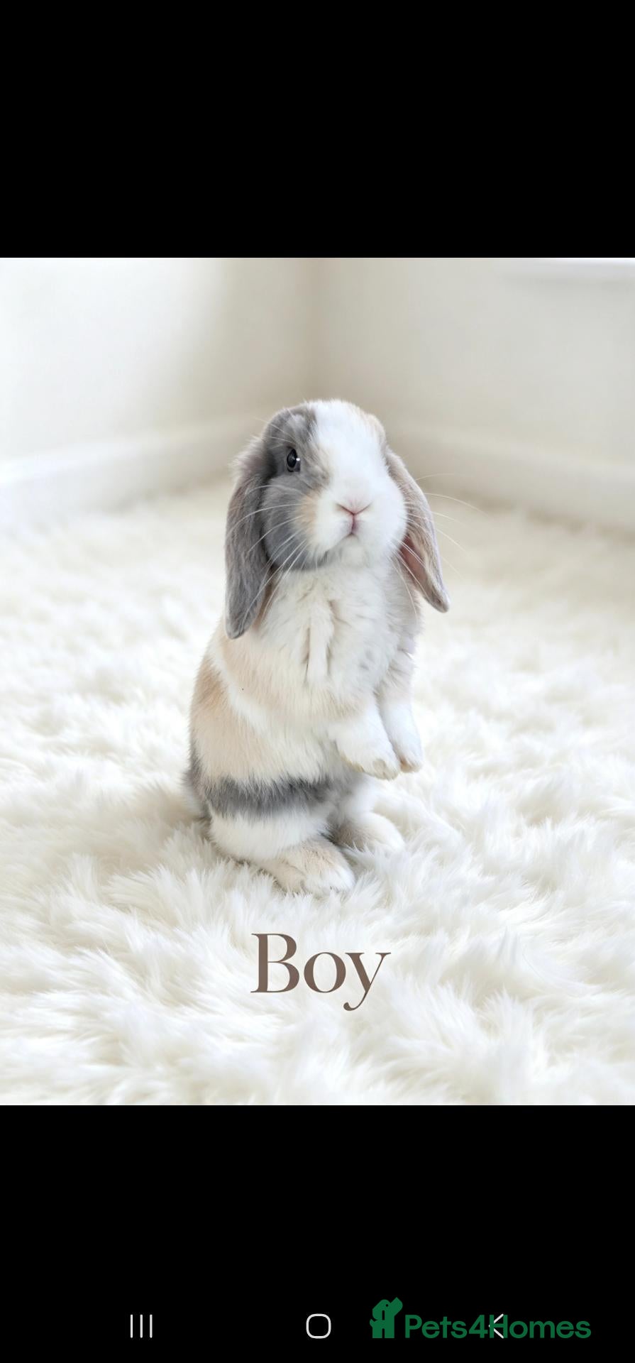 Mini Lop rabbits 4 adorable bunnies  - Advert 1