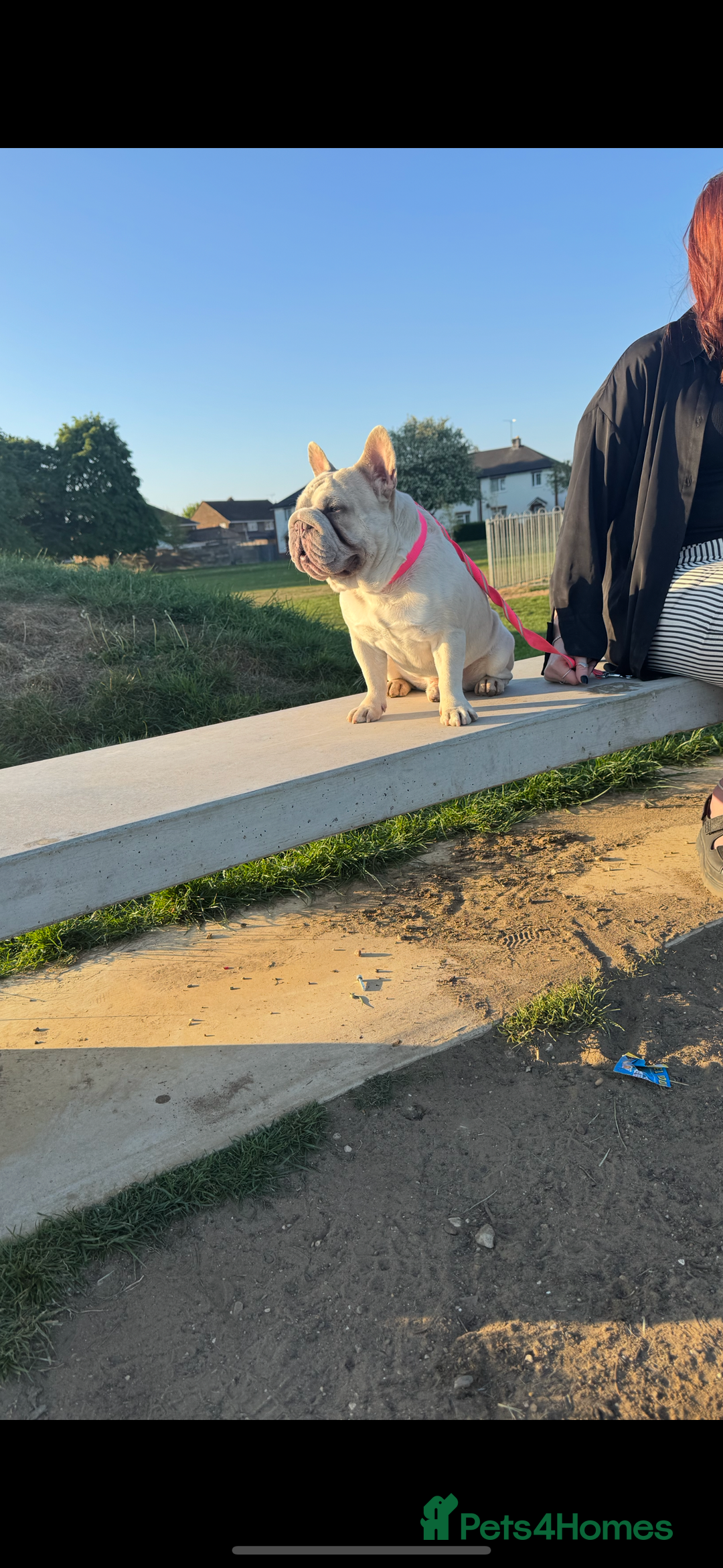 French Bulldog dogs for stud: French Bulldog Stud Ready And Waiting  - Advert 6