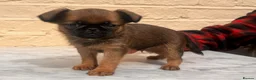 Griffon Bruxellois dogs for sale: Beautiful Brussels Griffon puppies - Advert 29
