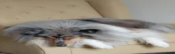 Rough Collie dogs for sale: Blue Merle Male in Lanark - Advert 4