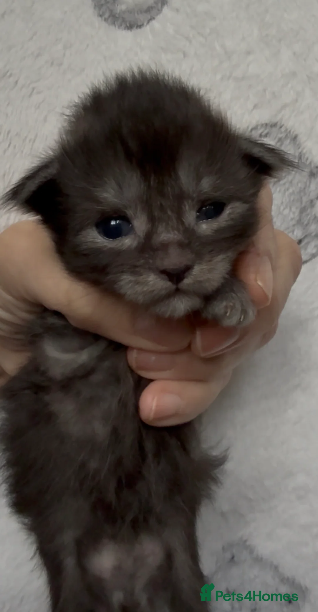 Maine Coon cats for sale: Stunning Maine Coon Kittens Unique Black Smokes - Advert 4