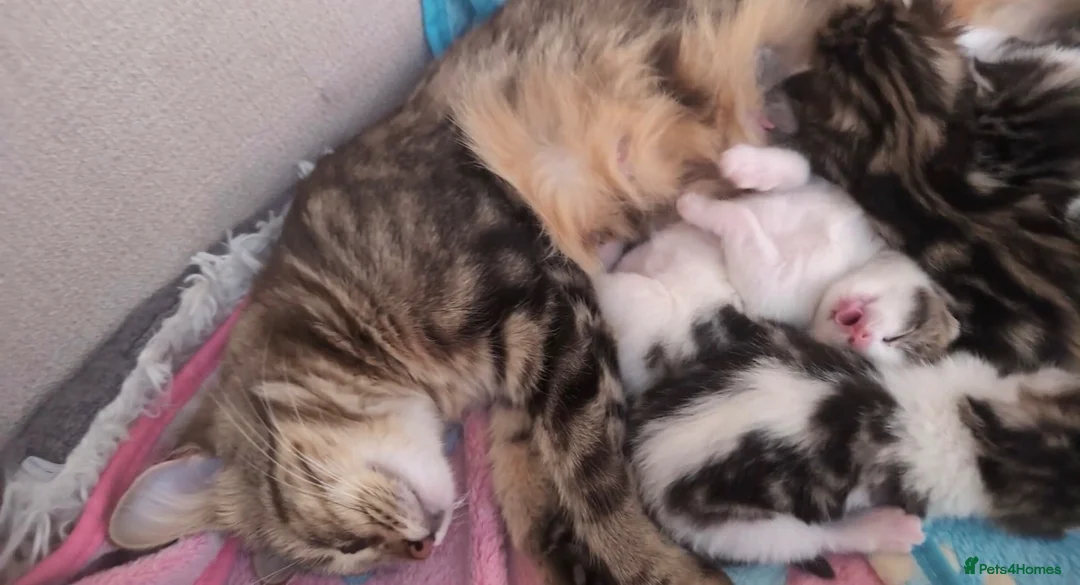 Mixed Breed cats for sale: Beautiful kittens  - Advert 14
