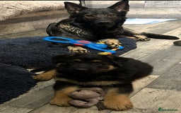 German Shepherd dogs for sale: Gorgeous Male German Shepherd Pup for Sale - Image 4