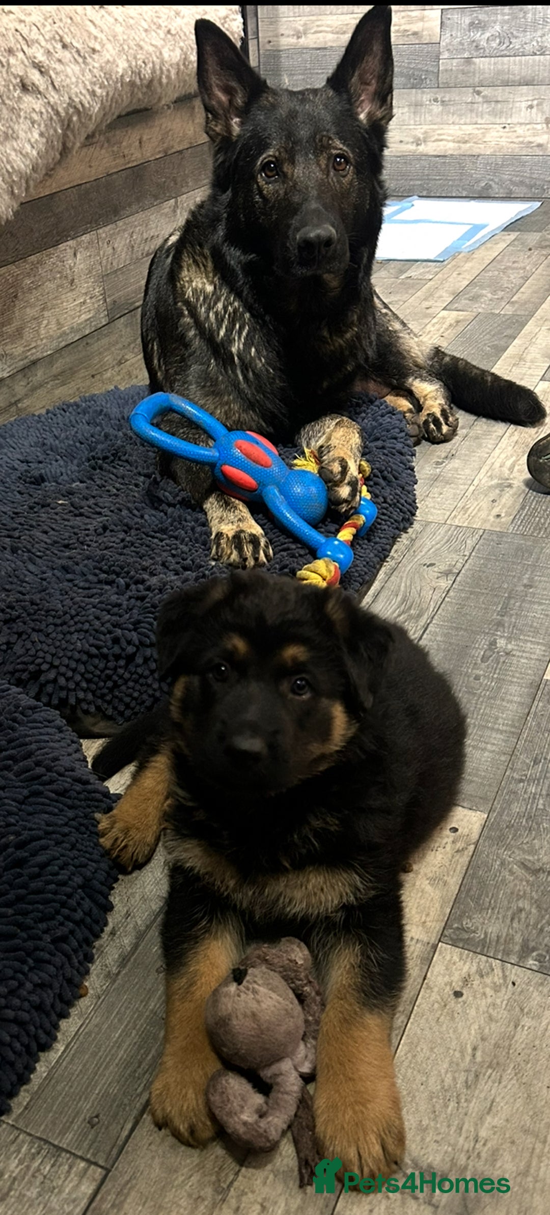 German Shepherd dogs for sale: Gorgeous Male German Shepherd Pup for Sale - Image 4
